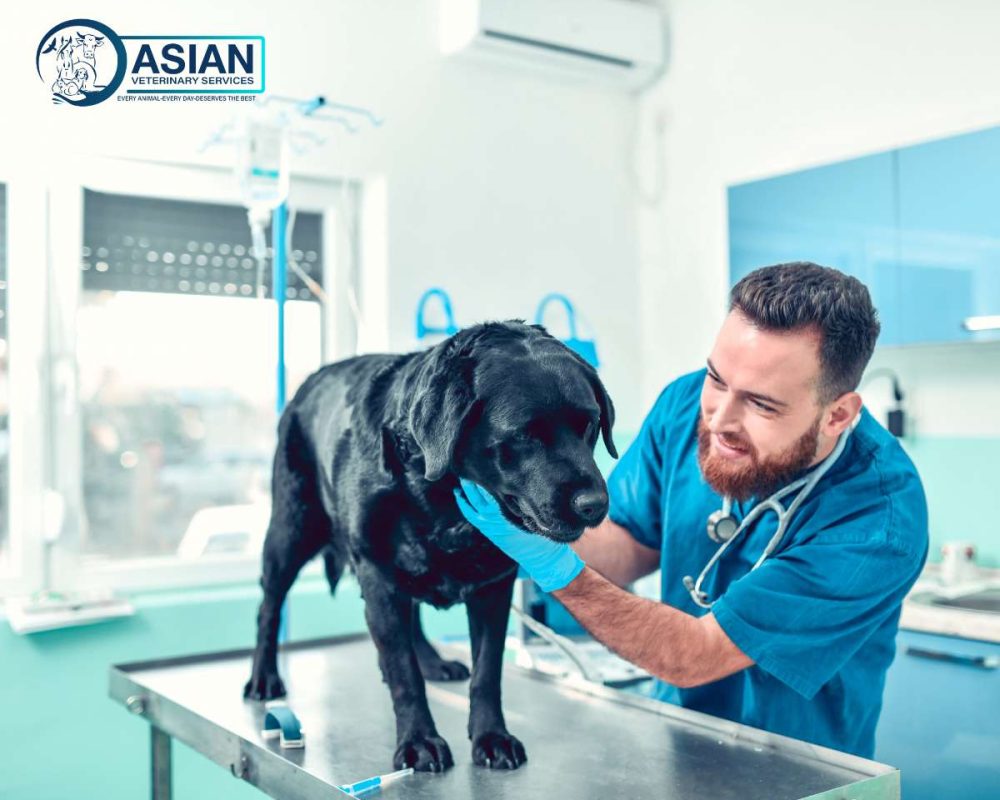 Abous Asian Vet Seterinary Services