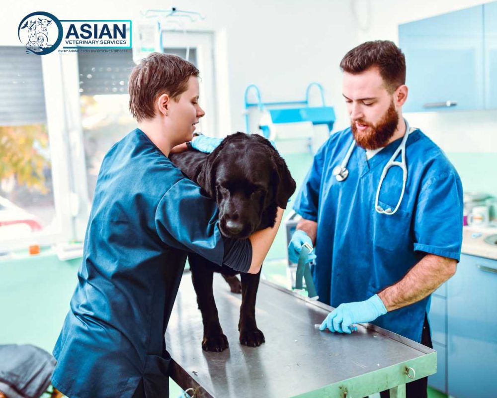 Asian Veterinary Services (1)