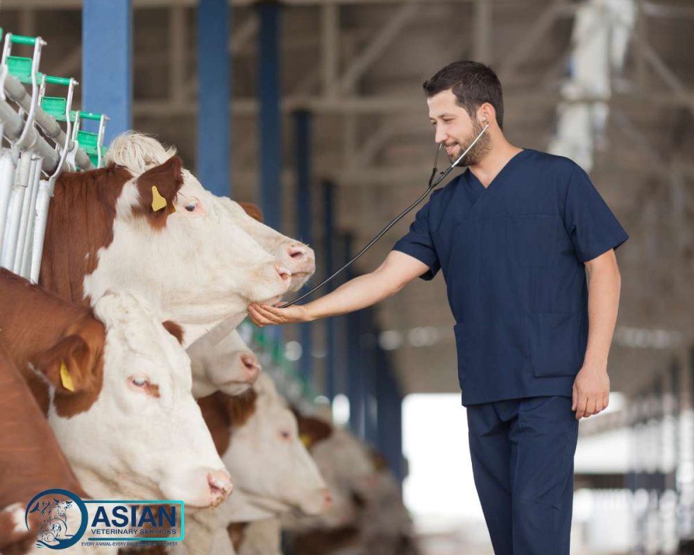 Asian Veterinary Services